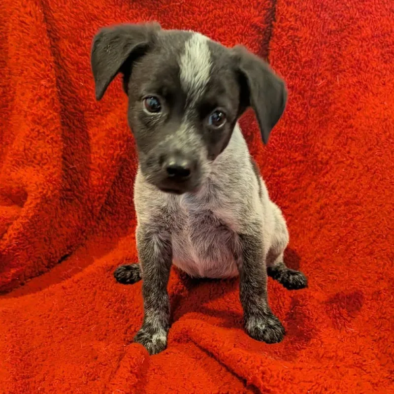 A baby small-sized female Australian Cattle Dog / Blue Heeler dog named Edith for adoption in Marion, IL