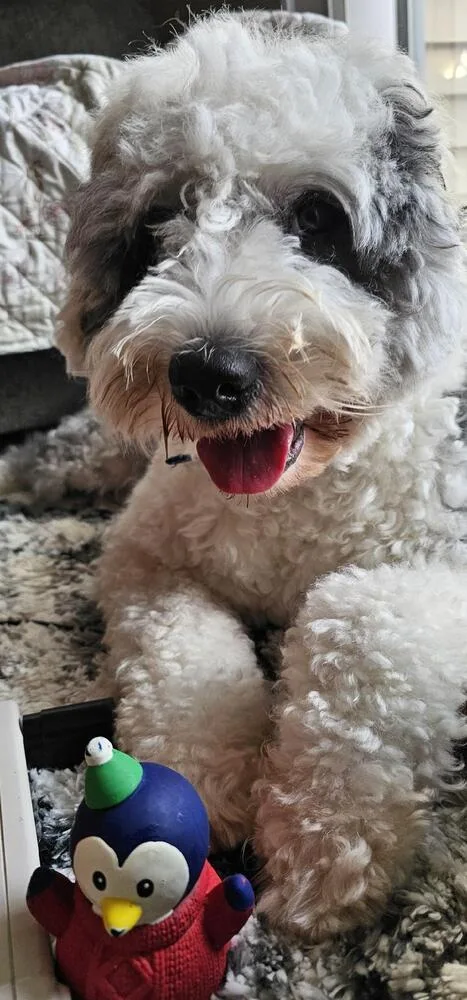Teddy