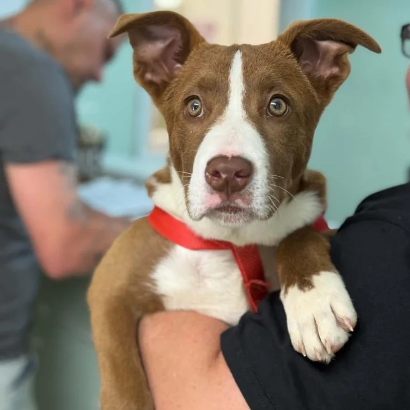 A baby medium-sized male Brown / Chocolate Husky dog named Matthew for adoption in Falls Church, VA