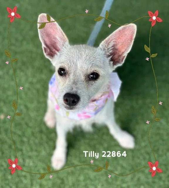 A baby small-sized female White / Cream Terrier dog named Tilly for adoption in Marietta, GA