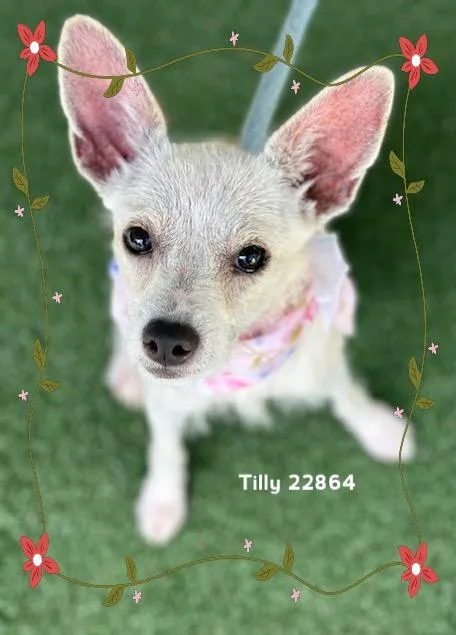 Tilly thumbnail 3