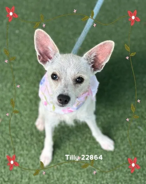 Tilly thumbnail 4