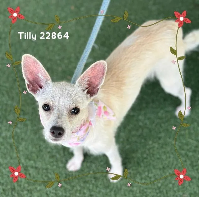 Tilly thumbnail 5