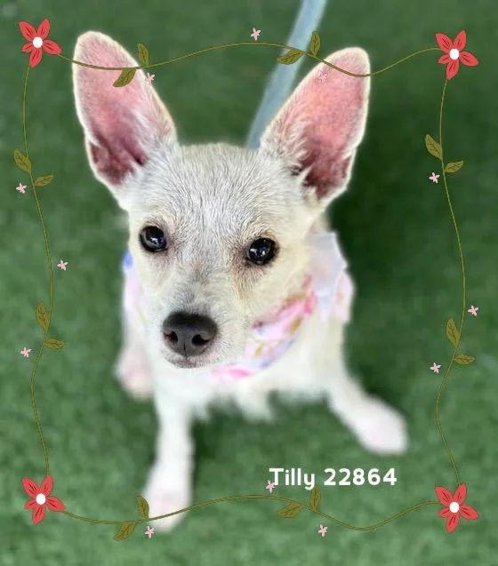Tilly thumbnail 6