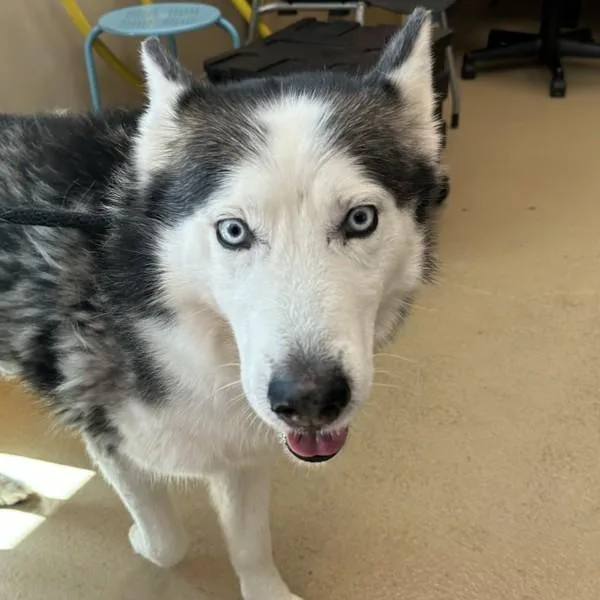 An adult large-sized male Siberian Husky dog named Crispin for adoption in Walnut Creek, CA
