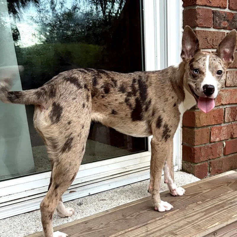 A young medium-sized female Black Catahoula Leopard Dog dog named Yuki for adoption in New Orleans, LA