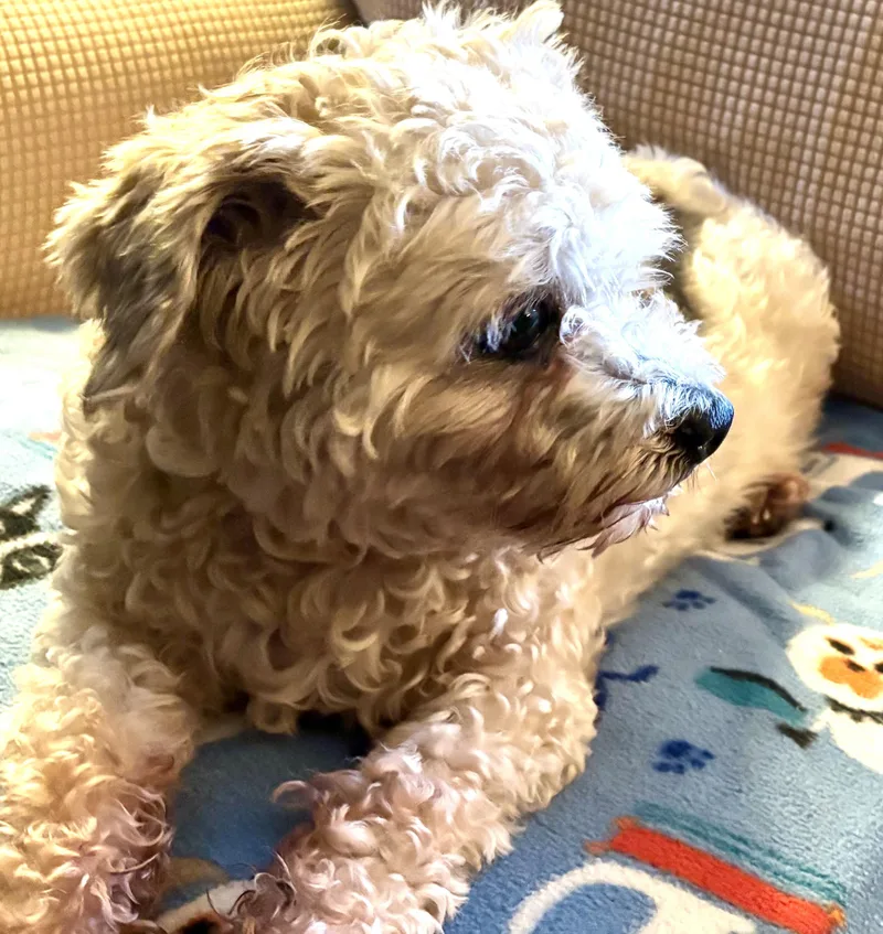 A senior small-sized male Apricot / Beige Cockapoo dog named Dude for adoption in Cleveland, OH