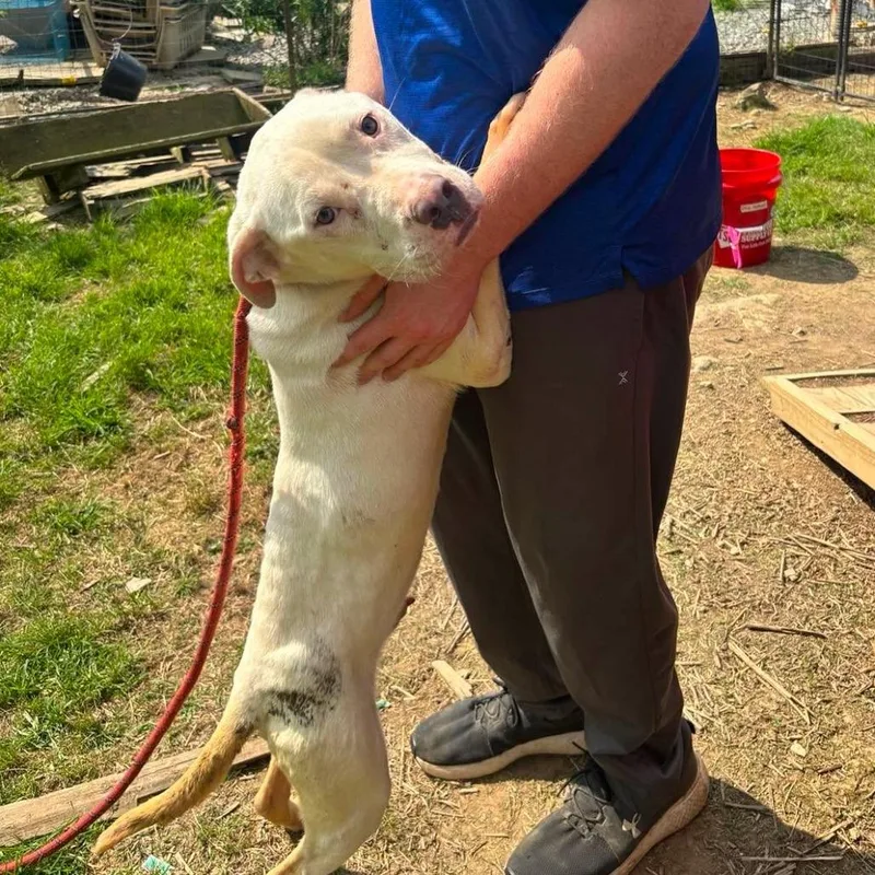 An adult medium-sized male White / Cream Boxer dog named Albus for adoption in Frederick, MD