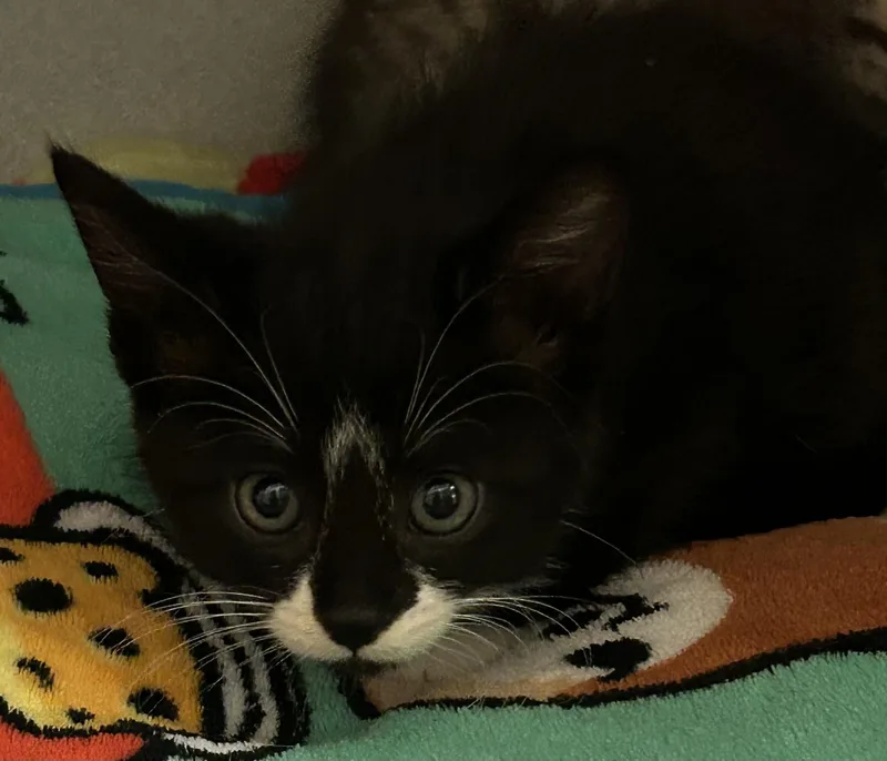 A baby medium-sized male Black & White / Tuxedo Domestic Short Hair cat named Omelet for adoption in Mason City, IA
