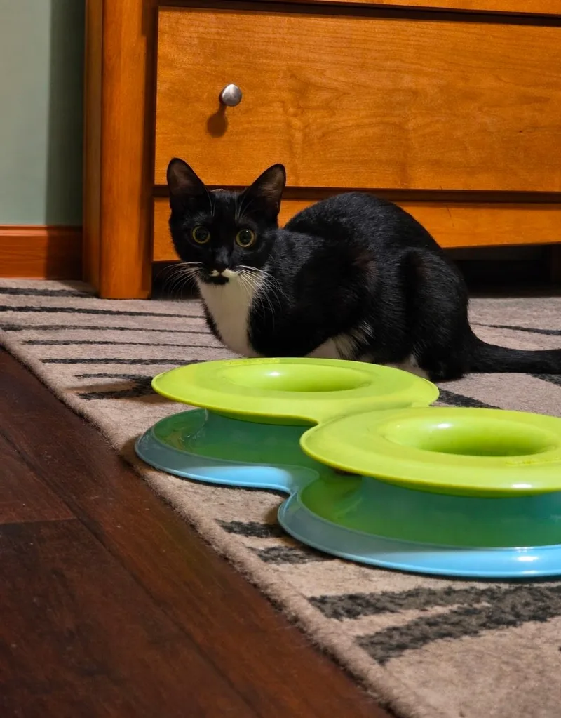 A young medium-sized female Black & White / Tuxedo Domestic Short Hair cat named Bridget for adoption in Jacksonville, FL