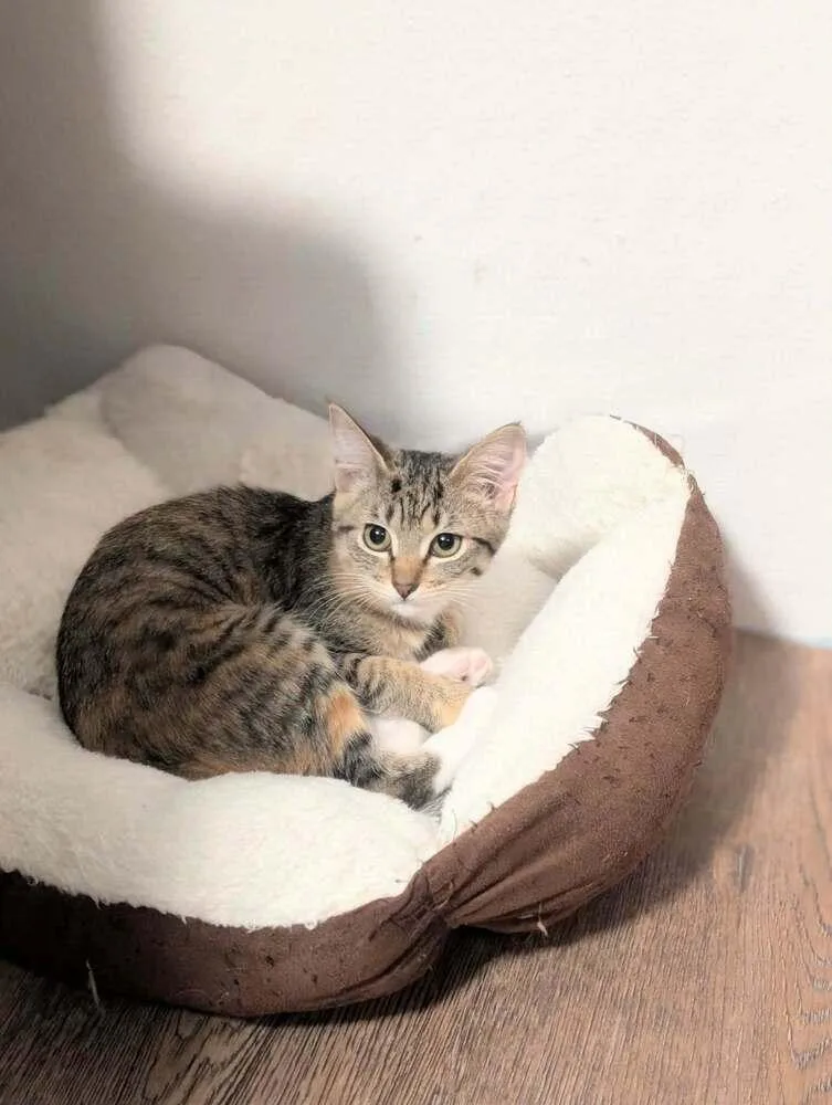 A baby medium-sized female Domestic Short Hair cat named Imani for adoption in Spokane , WA