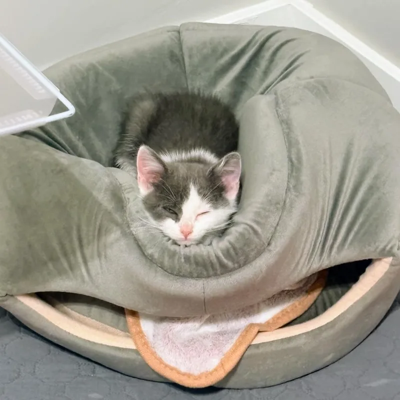 A baby small-sized female Gray / Blue / Silver Domestic Short Hair cat named Hubbard aka Birdie Hall for adoption in Eagle Mountain, UT