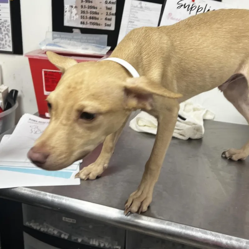 A young small-sized male Yellow / Tan / Blond / Fawn Feist dog named Gabe for adoption in Birmingham, AL
