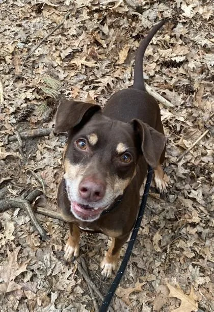A senior medium-sized male Bicolor Hound dog named Clyde for adoption in Nashua, NH