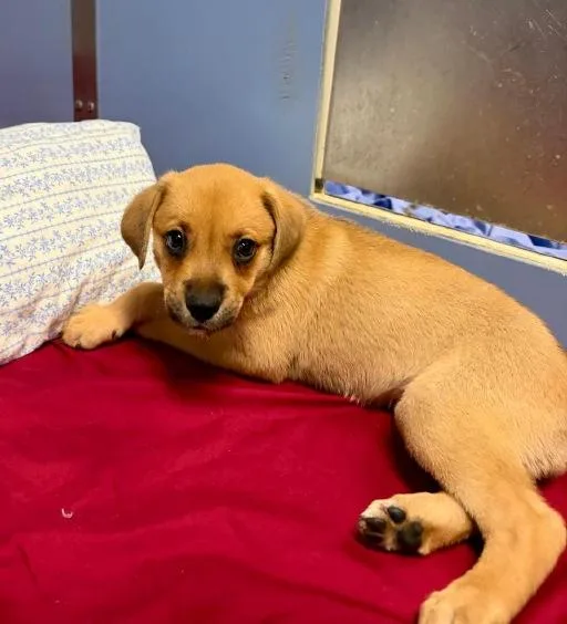 A baby medium-sized female Australian Shepherd dog named Roo for adoption in Winter Haven, FL