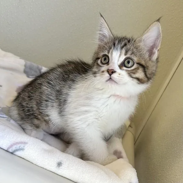 A baby medium-sized female Domestic Short Hair cat named Mabelline for adoption in Dublin, CA