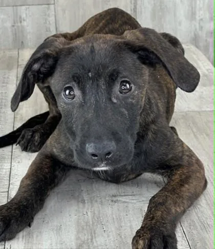An adult small-sized female Terrier dog named Chili Mac for adoption in Shreveport, LA