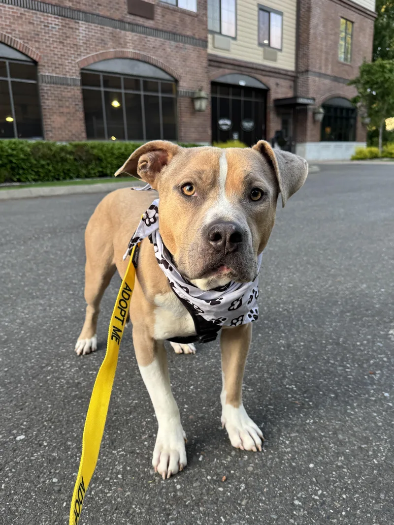 Vinnie