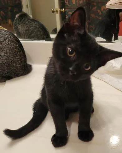 A baby medium-sized female Bombay cat named Willow for adoption in Liverpool, TX