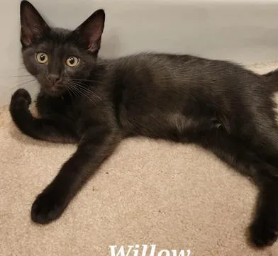 Willow thumbnail 2