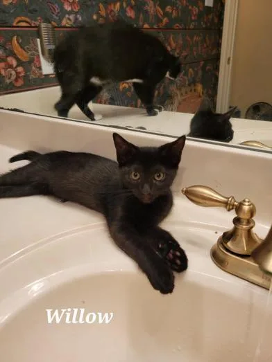 Willow thumbnail 3