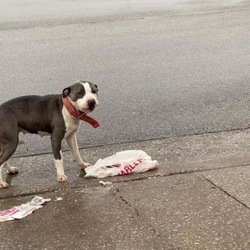 An adult medium-sized female Gray / Blue / Silver Pit Bull Terrier dog named Stormy aka Thin Mint for adoption in East Saint Louis, IL