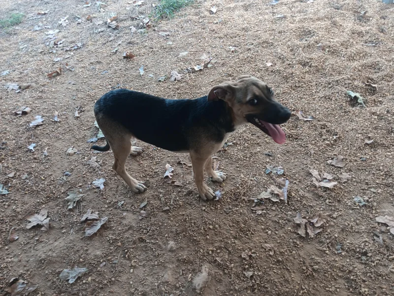 A young medium-sized male German Shepherd Dog dog named Cletus for adoption in North Little Rock, AR