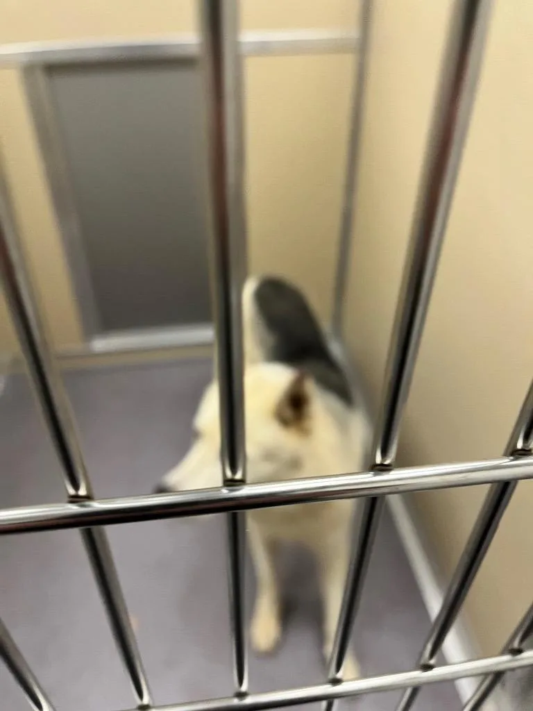 A young medium-sized male Husky dog named Max for adoption in Benton, AR