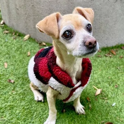 A senior small-sized male Chihuahua dog named Max for adoption in Oakland, CA
