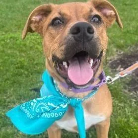 Daffodil thumbnail 2