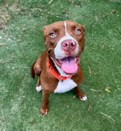 A young medium-sized female Golden Pit Bull Terrier dog named Annie for adoption in Inverness, FL