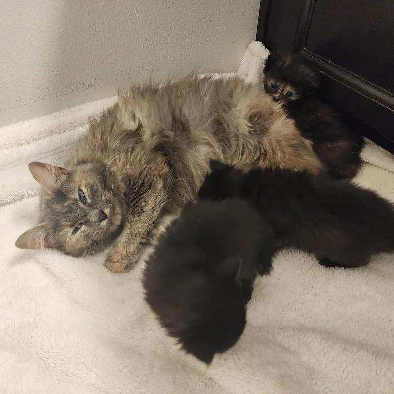 An adult medium-sized female Dilute Tortoiseshell Domestic Medium Hair cat named Jennie for adoption in Graham, WA