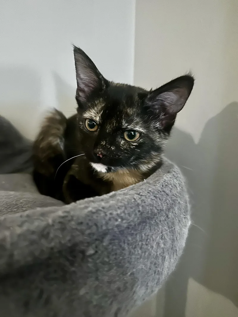 A baby small-sized female Tortoiseshell Domestic Short Hair cat named Bluegrass for adoption in Richmond, VA