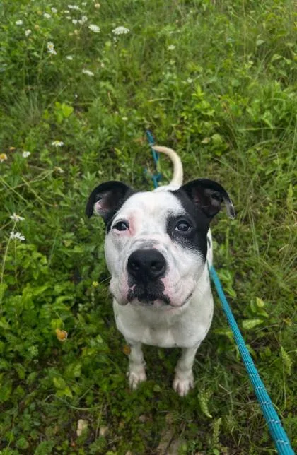An adult medium-sized male Mixed Breed dog named Raymond for adoption in Yellville, AR