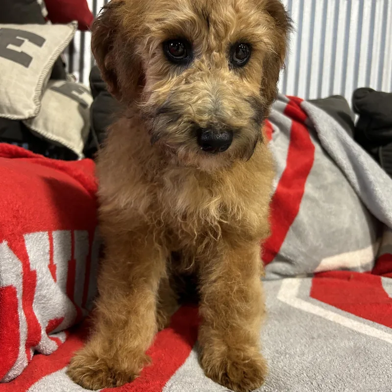 A baby small-sized female Wheaten Terrier dog named Winnie the Whoodle for adoption in Antwerp, OH