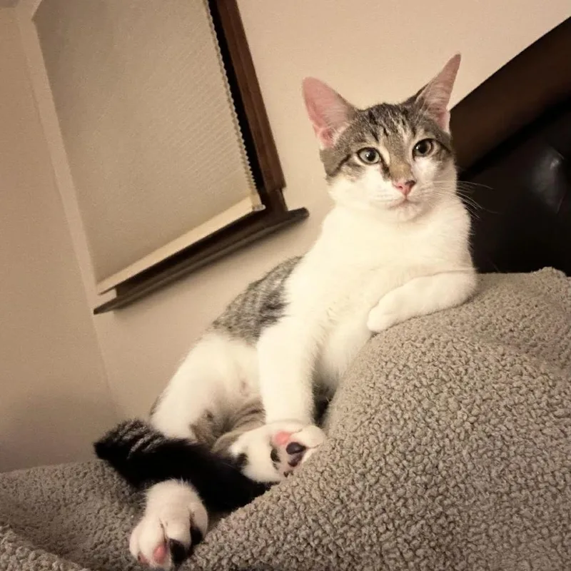A young medium-sized male Brown / Chocolate Domestic Short Hair cat named Jarnathan for adoption in Mount Laurel, NJ