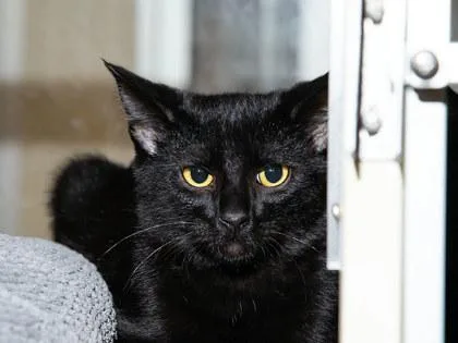 A baby small-sized male Domestic Short Hair cat named Simon for adoption in Longmont, CO