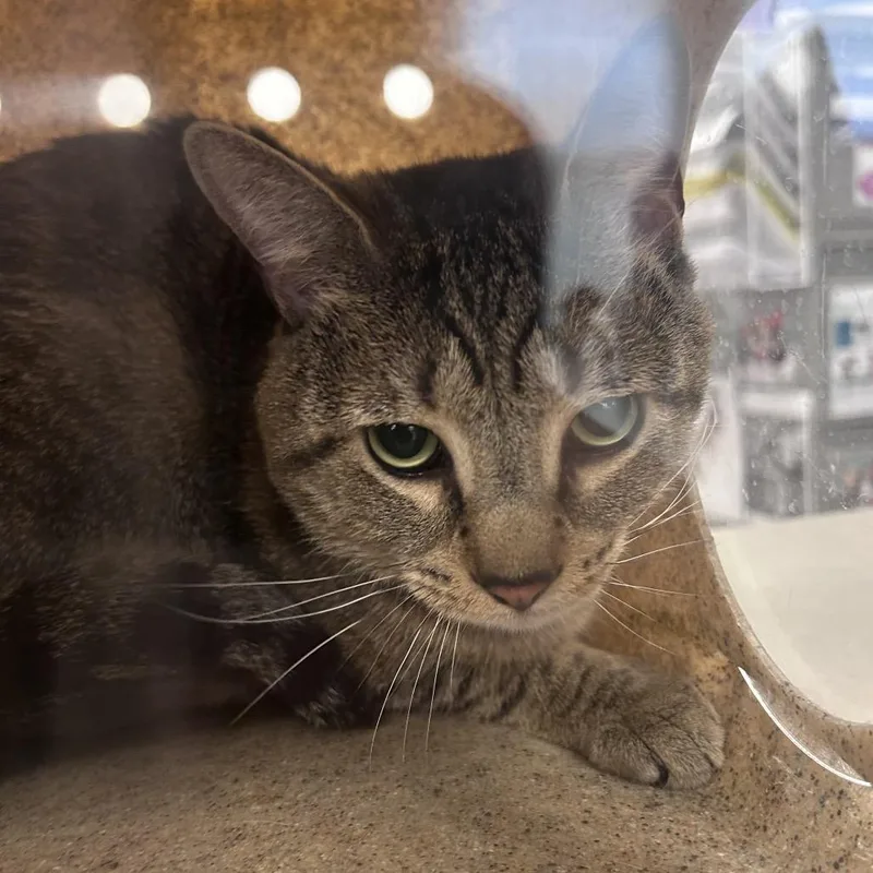 An adult medium-sized male Brown / Chocolate Domestic Short Hair cat named Bernard for adoption in Philadelphia, PA