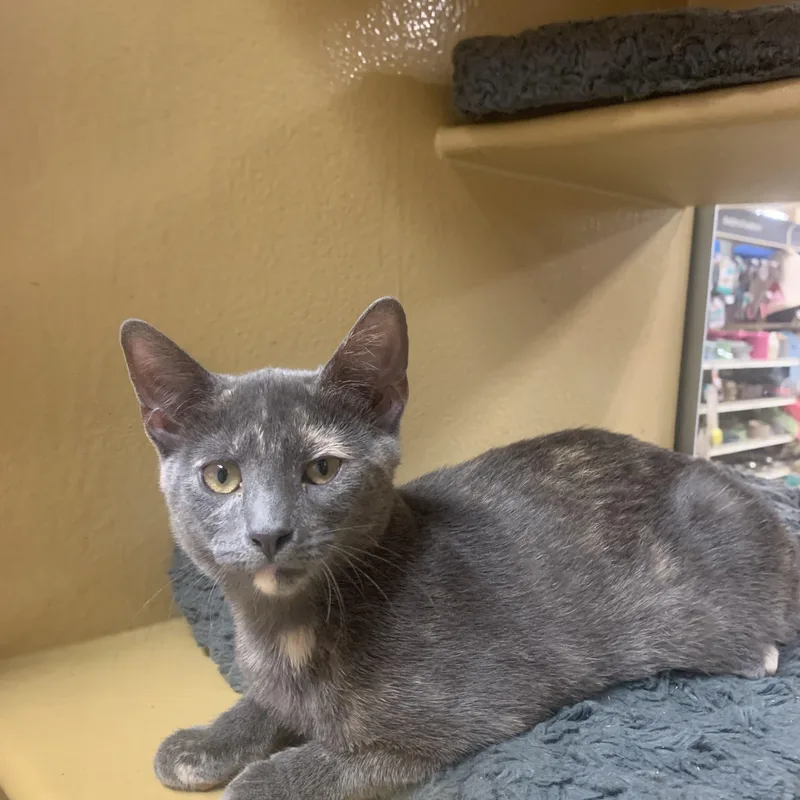 A baby small-sized female Dilute Tortoiseshell Domestic Short Hair cat named Violet for adoption in Port Jefferson Station, NY