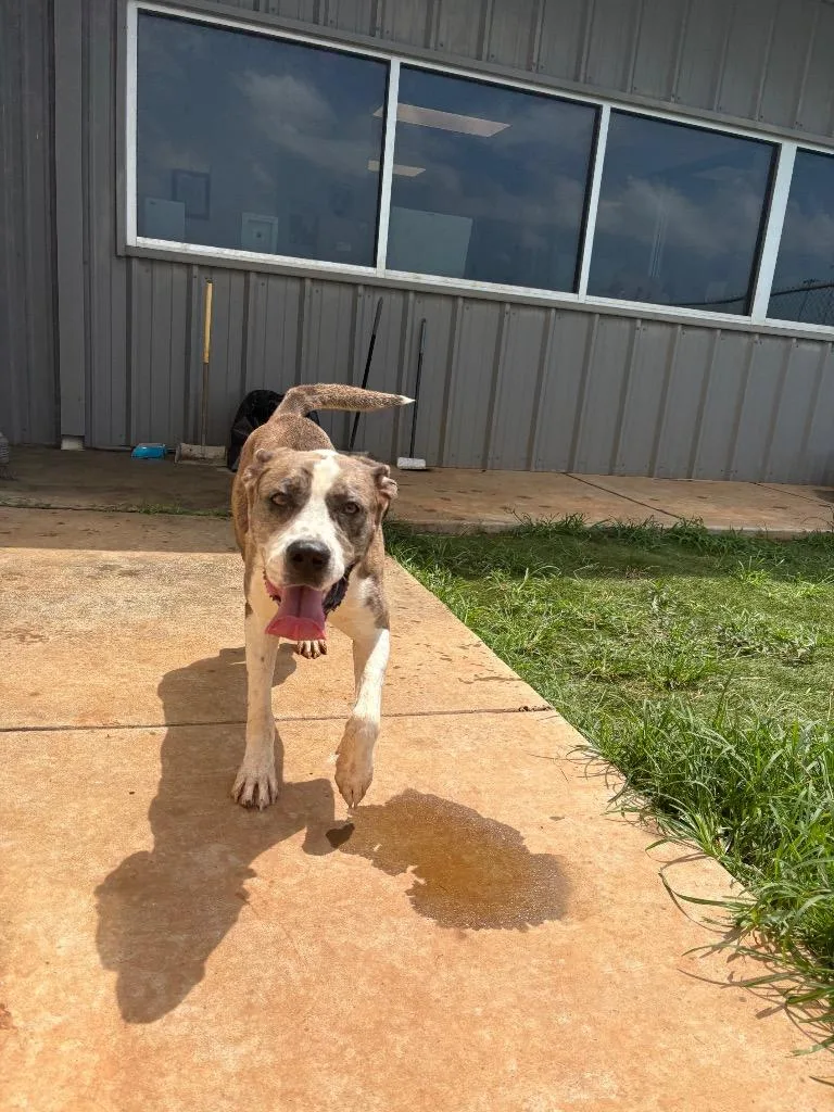 A young medium-sized female Mixed Breed dog named Sheva for adoption in Bossier City, LA