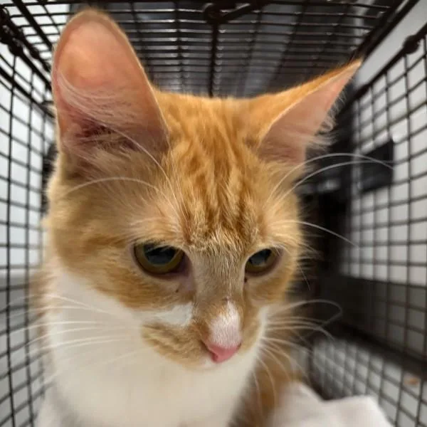 A young small-sized female Domestic Short Hair cat named Kimberly for adoption in Des Moines, IA