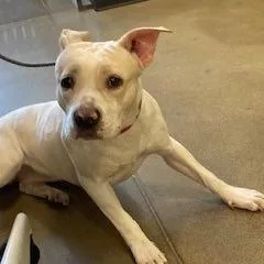 An adult medium-sized female White / Cream Pit Bull Terrier dog named Yorkstray for adoption in York, PA