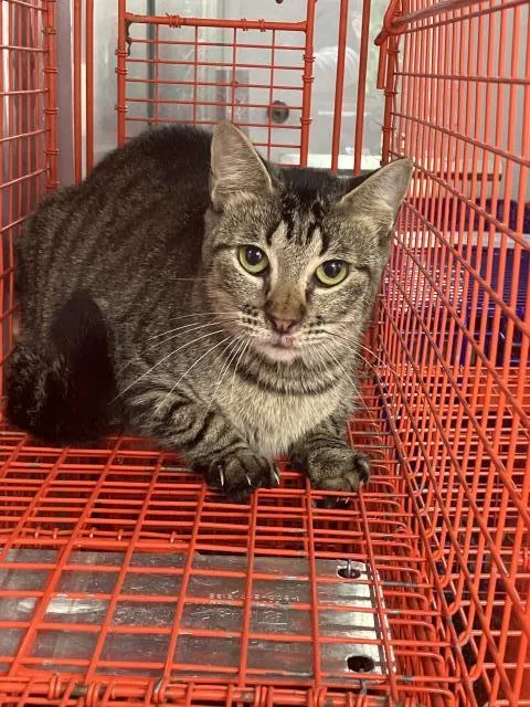 A young medium-sized male Domestic Short Hair cat named Silvy for adoption in Dallas, TX