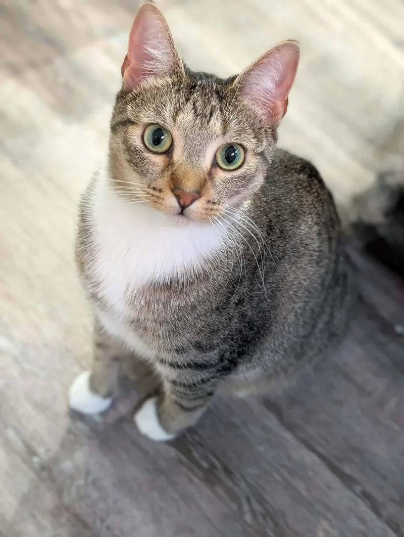 An adult medium-sized female Tabby (Brown / Chocolate) Domestic Short Hair cat named Vega for adoption in Brooks, ME