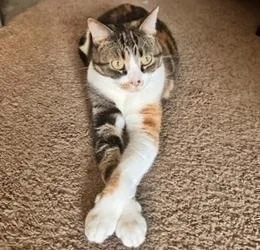 Mistymay