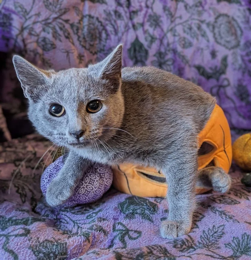 A baby small-sized female Gray / Blue / Silver Domestic Short Hair cat named Nesta for adoption in Seven Valleys, PA