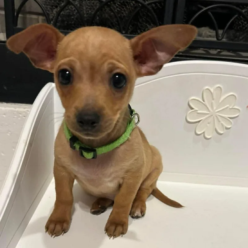 A baby small-sized male Yellow / Tan / Blond / Fawn Chihuahua dog named Kepler for adoption in Fort Worth, TX