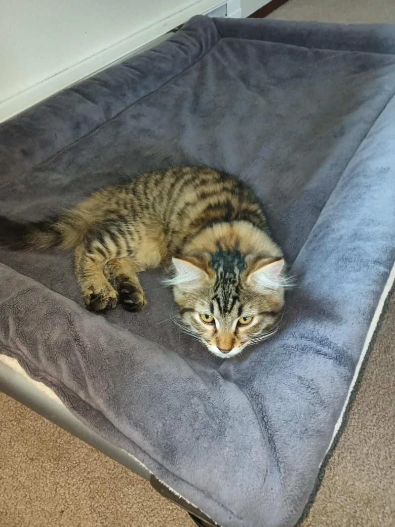 A baby medium-sized male Tabby (Brown / Chocolate) Domestic Long Hair cat named LionO for adoption in Silverdale, WA