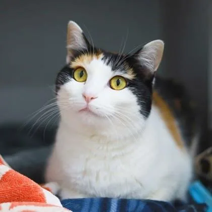 An adult small-sized female White Domestic Short Hair cat named Tess for adoption in Atlanta, GA