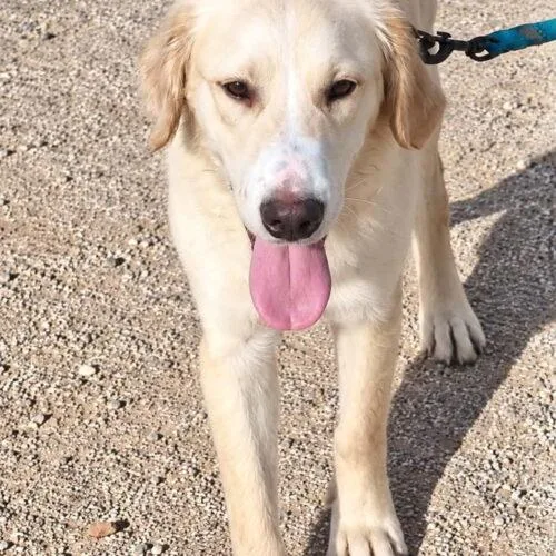 A baby medium-sized female Golden Retriever dog named Ernie for adoption in Glendale, AZ